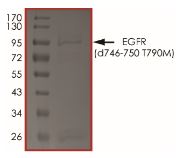 The purity of EGFR was determined to be >70% by densitometry, approx. MW 95~105kDa.